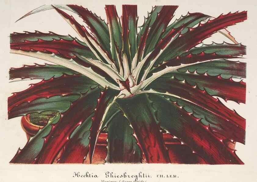 Reproducción/Reproduction 49687468443: L'Illustration horticole :. Gand, Belgium :Imprimerie et lithographie de F. et E. Gyselnyck,1854-1896.. 
