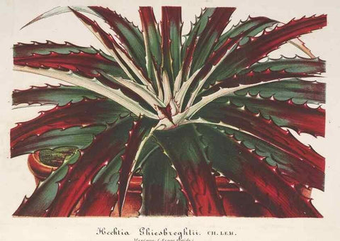 Reproducción/Reproduction 49687468443: L'Illustration horticole :. Gand, Belgium :Imprimerie et lithographie de F. et E. Gyselnyck,1854-1896.. 