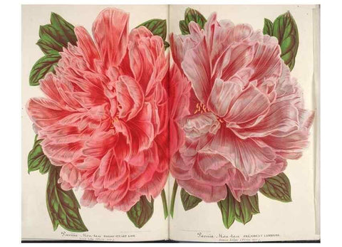 Reproducción/Reproduction 49688305272: L'Illustration horticole :. Gand, Belgium :Imprimerie et lithographie de F. et E. Gyselnyck,1854-1896.. 