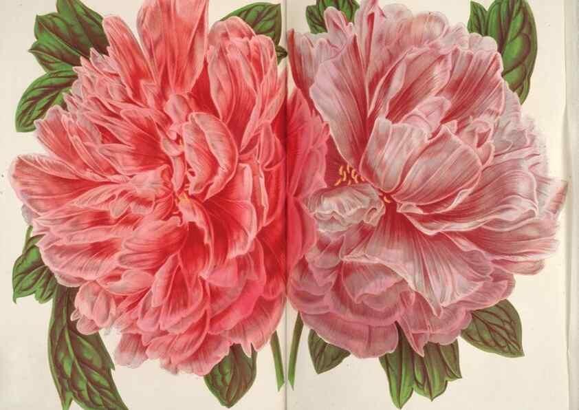 Reproducción/Reproduction 49688305272: L'Illustration horticole :. Gand, Belgium :Imprimerie et lithographie de F. et E. Gyselnyck,1854-1896.. 