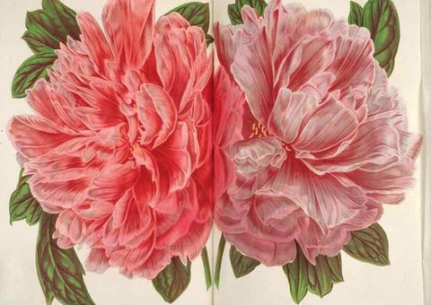 Reproducción/Reproduction 49688305272: L'Illustration horticole :. Gand, Belgium :Imprimerie et lithographie de F. et E. Gyselnyck,1854-1896.. 