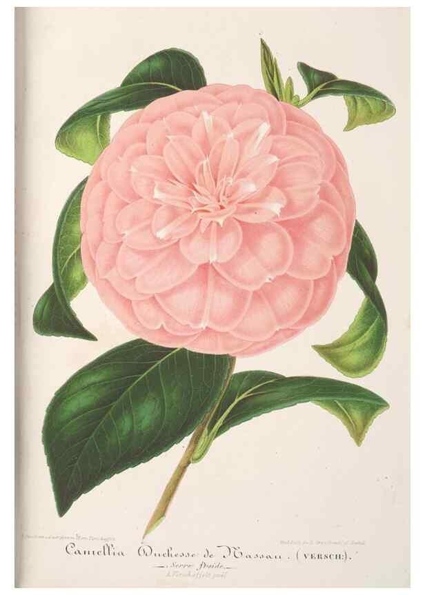 Reproducción/Reproduction 49687467923: L'Illustration horticole :. Gand, Belgium :Imprimerie et lithographie de F. et E. Gyselnyck,1854-1896.. 