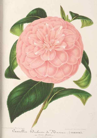Reproducción/Reproduction 49687467923: L'Illustration horticole :. Gand, Belgium :Imprimerie et lithographie de F. et E. Gyselnyck,1854-1896.. 