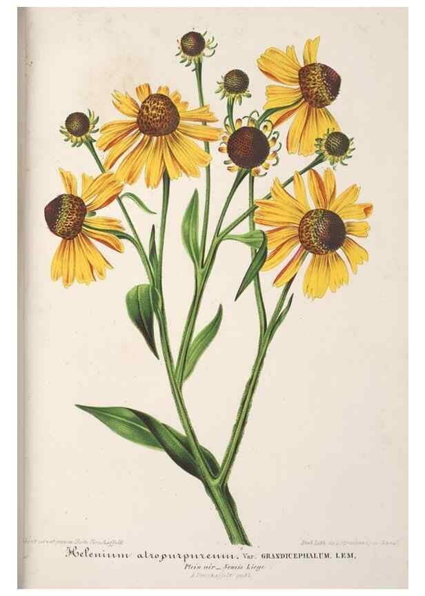 Reproducción/Reproduction 49688304657: L'Illustration horticole :. Gand, Belgium :Imprimerie et lithographie de F. et E. Gyselnyck,1854-1896.. 