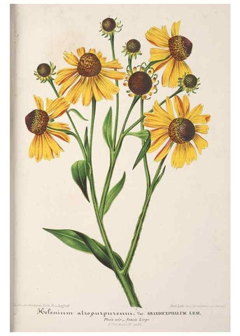 Reproducción/Reproduction 49688304657: L'Illustration horticole :. Gand, Belgium :Imprimerie et lithographie de F. et E. Gyselnyck,1854-1896.. 