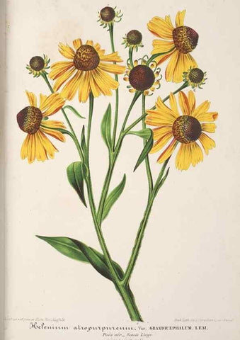 Reproducción/Reproduction 49688304657: L'Illustration horticole :. Gand, Belgium :Imprimerie et lithographie de F. et E. Gyselnyck,1854-1896.. 