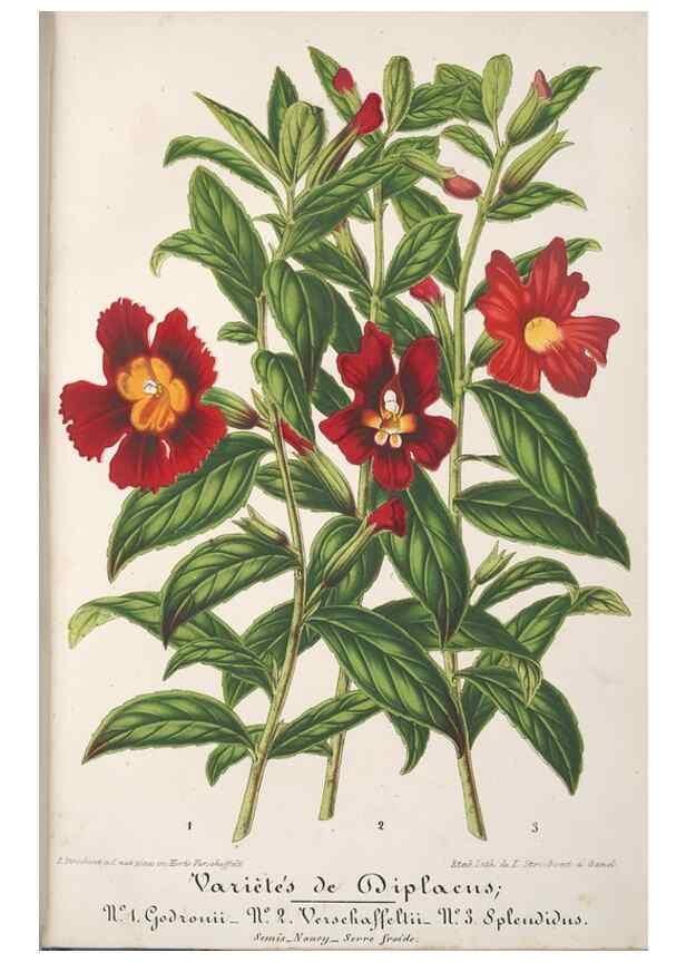 Reproducción/Reproduction 49688297607: L'Illustration horticole :. Gand, Belgium :Imprimerie et lithographie de F. et E. Gyselnyck,1854-1896.. 