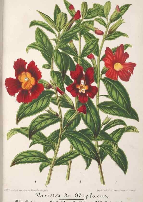 Reproducción/Reproduction 49688297607: L'Illustration horticole :. Gand, Belgium :Imprimerie et lithographie de F. et E. Gyselnyck,1854-1896.. 