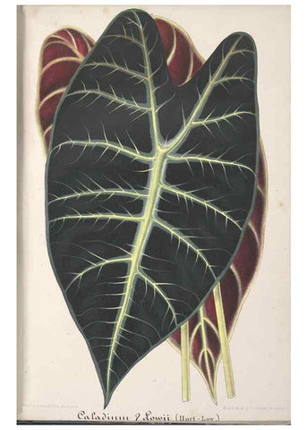 Reproducción/Reproduction 49687461283: L'Illustration horticole :. Gand, Belgium :Imprimerie et lithographie de F. et E. Gyselnyck,1854-1896.. 