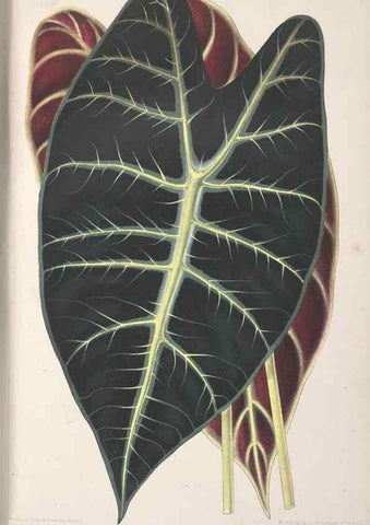 Reproducción/Reproduction 49687461283: L'Illustration horticole :. Gand, Belgium :Imprimerie et lithographie de F. et E. Gyselnyck,1854-1896.. 