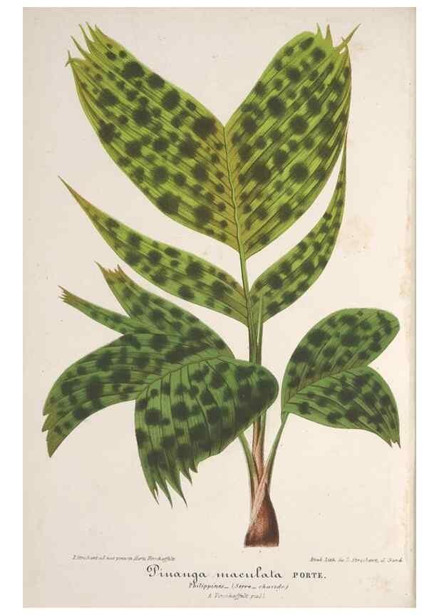 Reproducción/Reproduction 49687995081: L'Illustration horticole :. Gand, Belgium :Imprimerie et lithographie de F. et E. Gyselnyck,1854-1896.. 