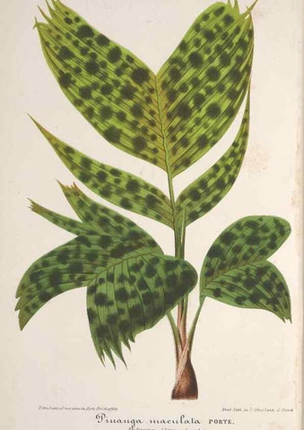 Reproducción/Reproduction 49687995081: L'Illustration horticole :. Gand, Belgium :Imprimerie et lithographie de F. et E. Gyselnyck,1854-1896.. 