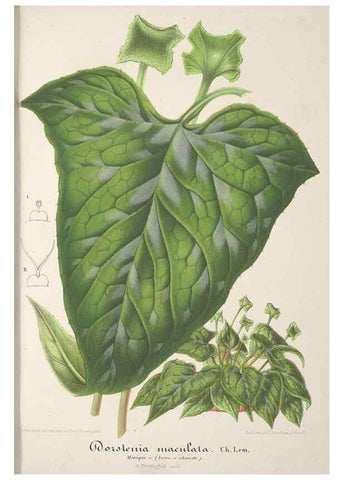 Reproducción/Reproduction 49687462338: L'Illustration horticole :. Gand, Belgium :Imprimerie et lithographie de F. et E. Gyselnyck,1854-1896.. 