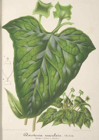 Reproducción/Reproduction 49687462338: L'Illustration horticole :. Gand, Belgium :Imprimerie et lithographie de F. et E. Gyselnyck,1854-1896.. 