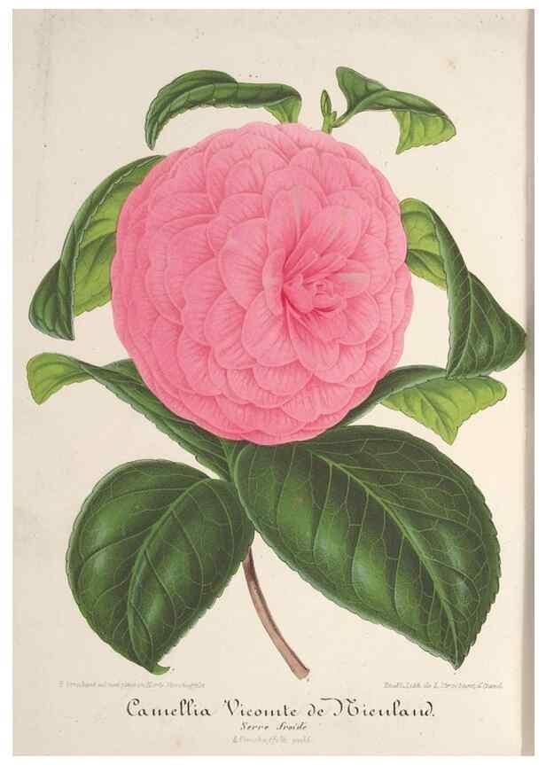 Reproducción/Reproduction 49687996116: L'Illustration horticole :. Gand, Belgium :Imprimerie et lithographie de F. et E. Gyselnyck,1854-1896.. 