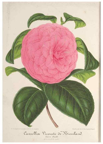 Reproducción/Reproduction 49687996116: L'Illustration horticole :. Gand, Belgium :Imprimerie et lithographie de F. et E. Gyselnyck,1854-1896.. 
