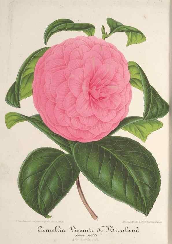 Reproducción/Reproduction 49687996116: L'Illustration horticole :. Gand, Belgium :Imprimerie et lithographie de F. et E. Gyselnyck,1854-1896.. 