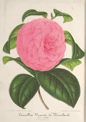 Reproducción/Reproduction 49687996116: L'Illustration horticole :. Gand, Belgium :Imprimerie et lithographie de F. et E. Gyselnyck,1854-1896.. 