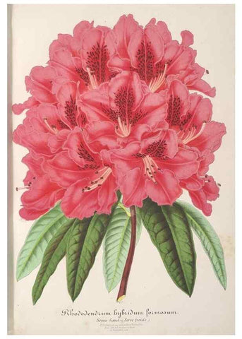 Reproducción/Reproduction 49687463298: L'Illustration horticole :. Gand, Belgium :Imprimerie et lithographie de F. et E. Gyselnyck,1854-1896.. 