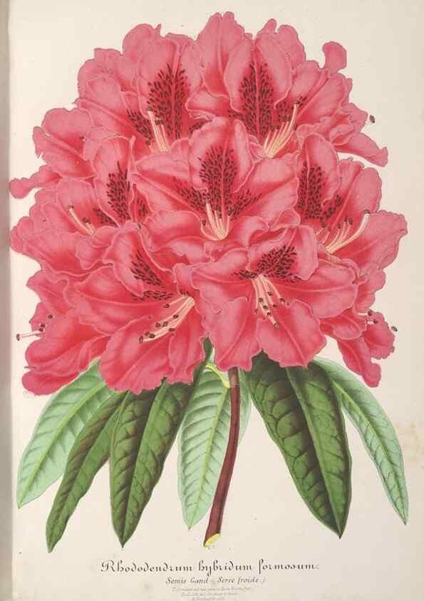 Reproducción/Reproduction 49687463298: L'Illustration horticole :. Gand, Belgium :Imprimerie et lithographie de F. et E. Gyselnyck,1854-1896.. 