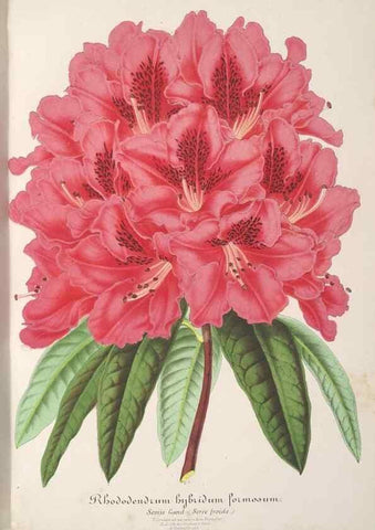 Reproducción/Reproduction 49687463298: L'Illustration horticole :. Gand, Belgium :Imprimerie et lithographie de F. et E. Gyselnyck,1854-1896.. 
