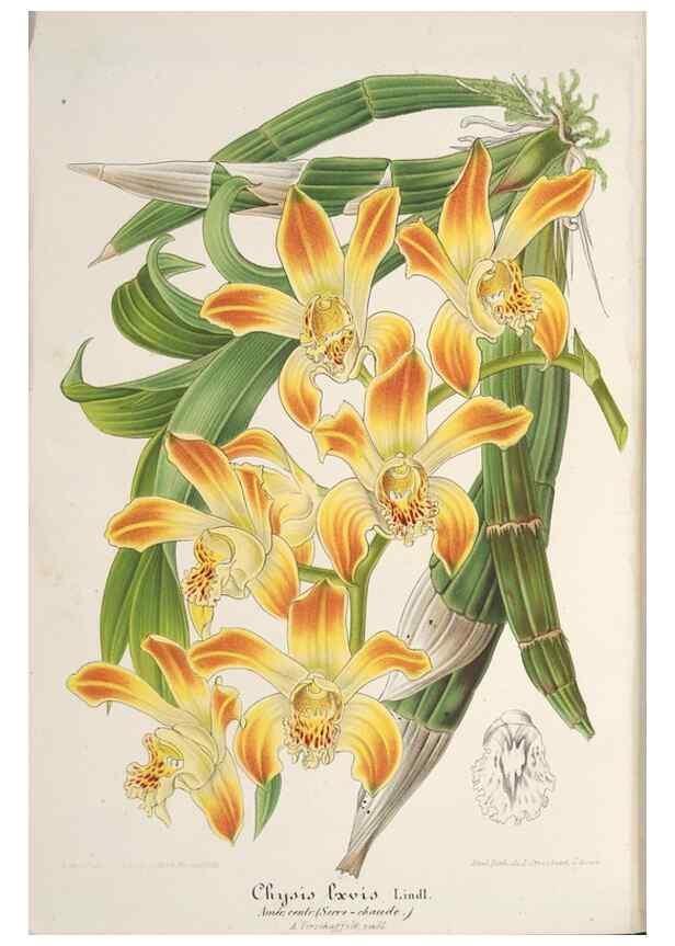 Reproducción/Reproduction 49688300727: L'Illustration horticole :. Gand, Belgium :Imprimerie et lithographie de F. et E. Gyselnyck,1854-1896.. 
