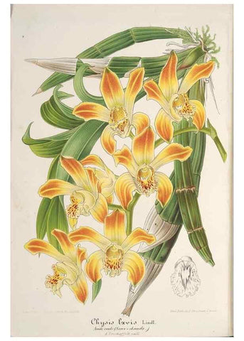 Reproducción/Reproduction 49688300727: L'Illustration horticole :. Gand, Belgium :Imprimerie et lithographie de F. et E. Gyselnyck,1854-1896.. 
