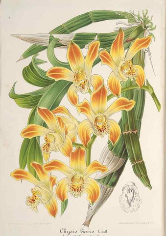 Reproducción/Reproduction 49688300727: L'Illustration horticole :. Gand, Belgium :Imprimerie et lithographie de F. et E. Gyselnyck,1854-1896.. 