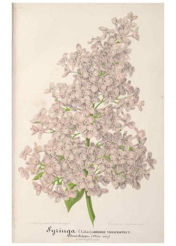 Reproducción/Reproduction 49687993151: L'Illustration horticole :. Gand, Belgium :Imprimerie et lithographie de F. et E. Gyselnyck,1854-1896.. 