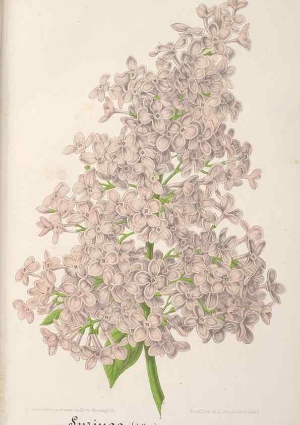 Reproducción/Reproduction 49687993151: L'Illustration horticole :. Gand, Belgium :Imprimerie et lithographie de F. et E. Gyselnyck,1854-1896.. 