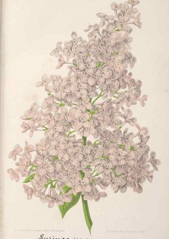 Reproducción/Reproduction 49687993151: L'Illustration horticole :. Gand, Belgium :Imprimerie et lithographie de F. et E. Gyselnyck,1854-1896.. 