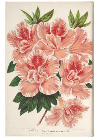 Reproducción/Reproduction 49687997506: L'Illustration horticole :. Gand, Belgium :Imprimerie et lithographie de F. et E. Gyselnyck,1854-1896.. 