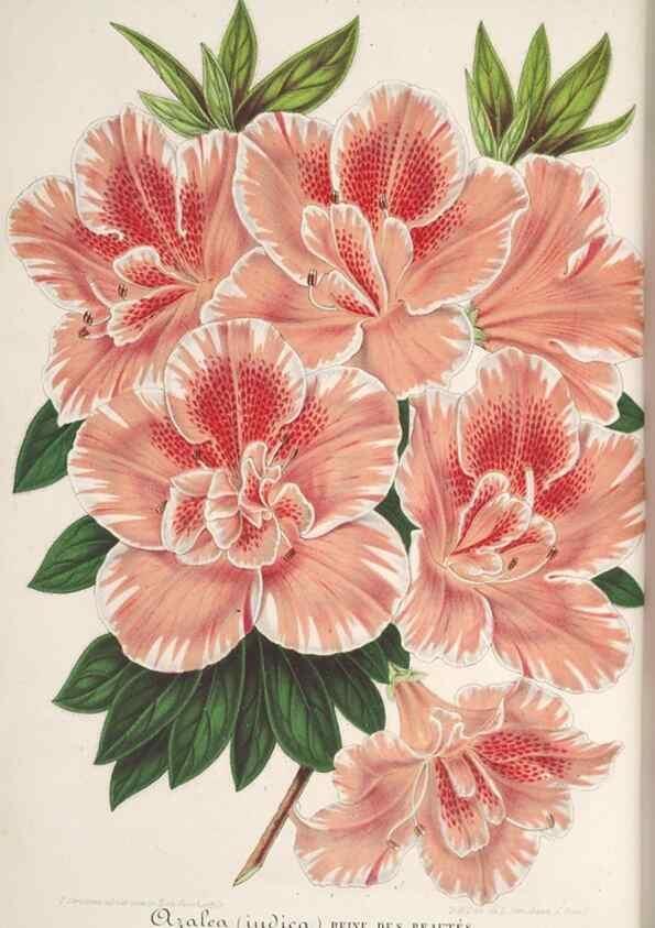 Reproducción/Reproduction 49687997506: L'Illustration horticole :. Gand, Belgium :Imprimerie et lithographie de F. et E. Gyselnyck,1854-1896.. 
