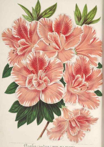Reproducción/Reproduction 49687997506: L'Illustration horticole :. Gand, Belgium :Imprimerie et lithographie de F. et E. Gyselnyck,1854-1896.. 