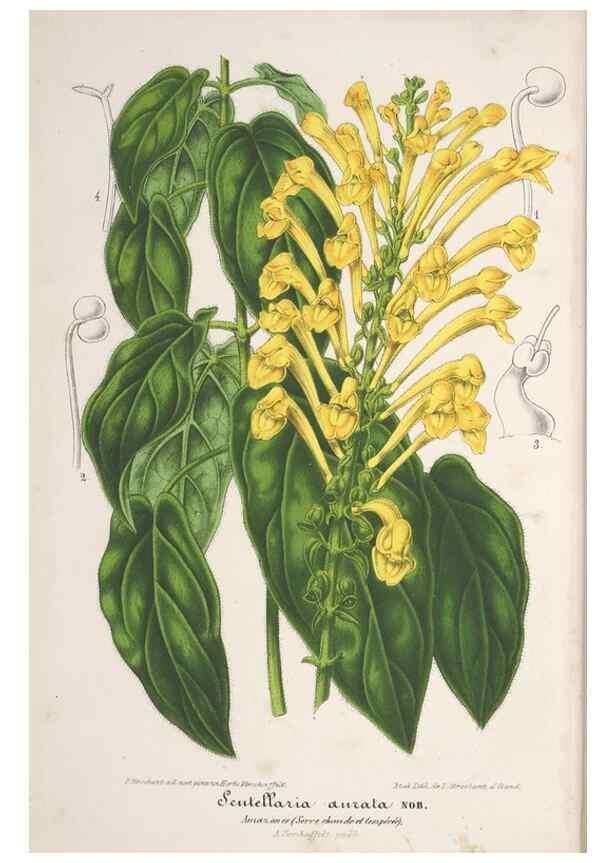 Reproducción/Reproduction 49688302282: L'Illustration horticole :. Gand, Belgium :Imprimerie et lithographie de F. et E. Gyselnyck,1854-1896.. 