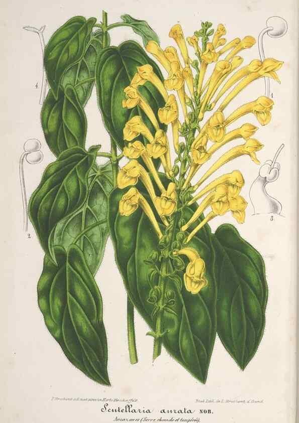 Reproducción/Reproduction 49688302282: L'Illustration horticole :. Gand, Belgium :Imprimerie et lithographie de F. et E. Gyselnyck,1854-1896.. 
