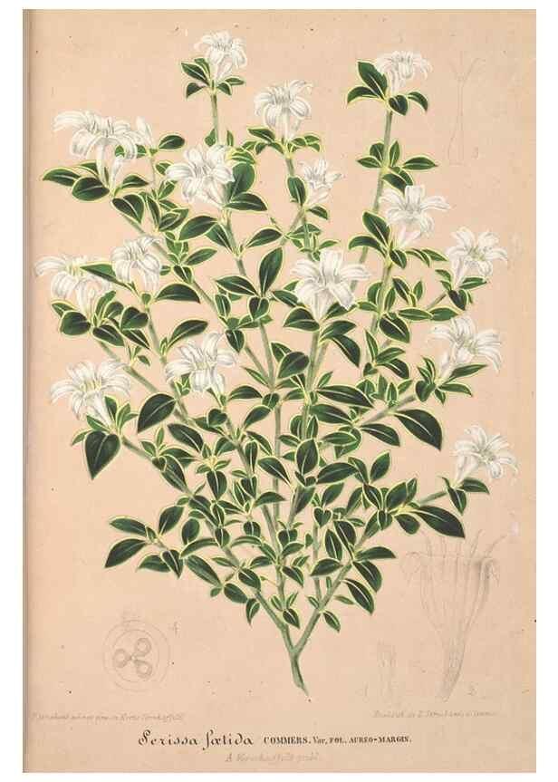 Reproducción/Reproduction 49688302747: L'Illustration horticole :. Gand, Belgium :Imprimerie et lithographie de F. et E. Gyselnyck,1854-1896.. 