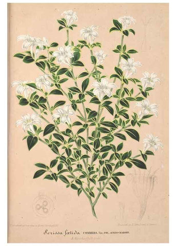Reproducción/Reproduction 49688302747: L'Illustration horticole :. Gand, Belgium :Imprimerie et lithographie de F. et E. Gyselnyck,1854-1896.. 