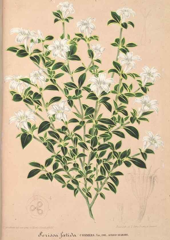 Reproducción/Reproduction 49688302747: L'Illustration horticole :. Gand, Belgium :Imprimerie et lithographie de F. et E. Gyselnyck,1854-1896.. 
