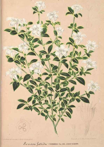 Reproducción/Reproduction 49688302747: L'Illustration horticole :. Gand, Belgium :Imprimerie et lithographie de F. et E. Gyselnyck,1854-1896.. 