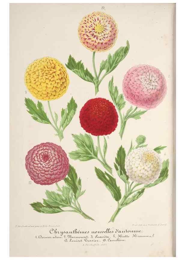 Reproducción/Reproduction 49688303042: L'Illustration horticole :. Gand, Belgium :Imprimerie et lithographie de F. et E. Gyselnyck,1854-1896.. 