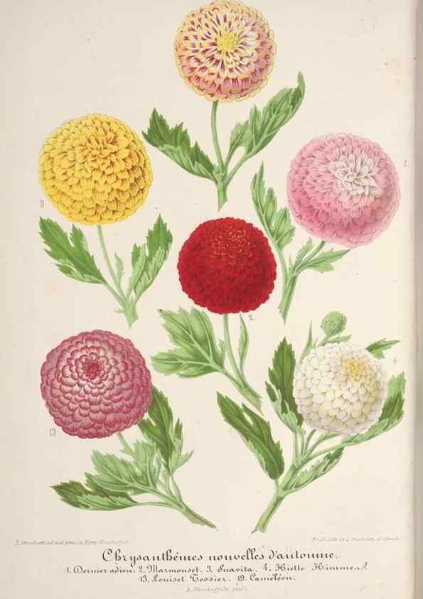 Reproducción/Reproduction 49688303042: L'Illustration horticole :. Gand, Belgium :Imprimerie et lithographie de F. et E. Gyselnyck,1854-1896.. 