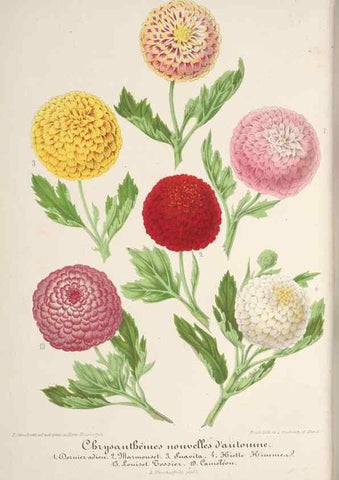Reproducción/Reproduction 49688303042: L'Illustration horticole :. Gand, Belgium :Imprimerie et lithographie de F. et E. Gyselnyck,1854-1896.. 