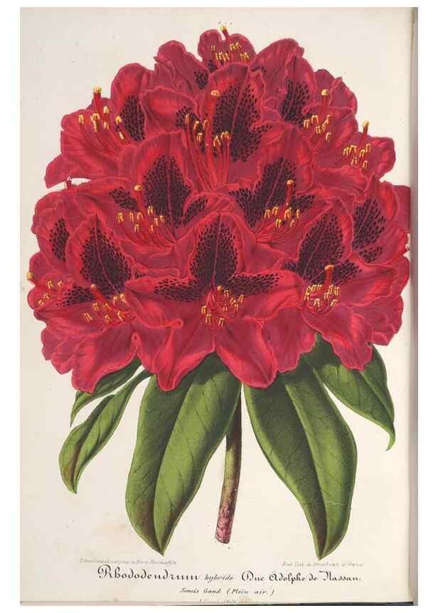 Reproducción/Reproduction 49688303427: L'Illustration horticole :. Gand, Belgium :Imprimerie et lithographie de F. et E. Gyselnyck,1854-1896.. 