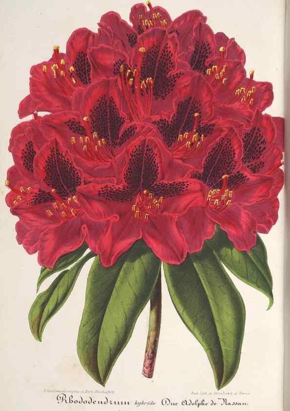 Reproducción/Reproduction 49688303427: L'Illustration horticole :. Gand, Belgium :Imprimerie et lithographie de F. et E. Gyselnyck,1854-1896.. 