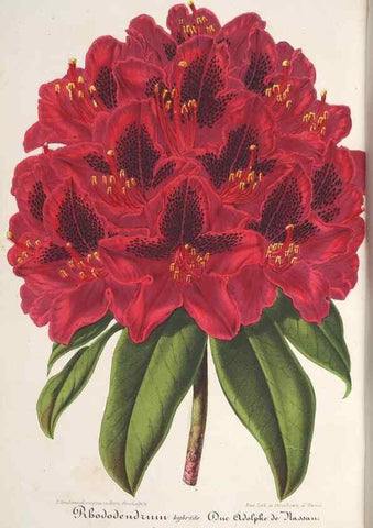 Reproducción/Reproduction 49688303427: L'Illustration horticole :. Gand, Belgium :Imprimerie et lithographie de F. et E. Gyselnyck,1854-1896.. 