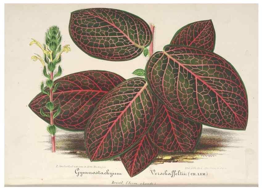 Reproducción/Reproduction 49688000111: L'Illustration horticole :. Gand, Belgium :Imprimerie et lithographie de F. et E. Gyselnyck,1854-1896.. 