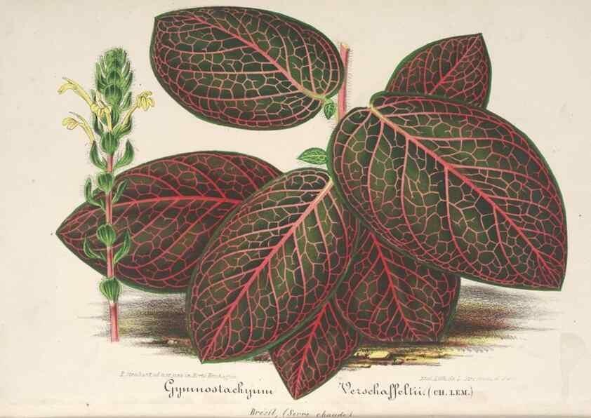 Reproducción/Reproduction 49688000111: L'Illustration horticole :. Gand, Belgium :Imprimerie et lithographie de F. et E. Gyselnyck,1854-1896.. 
