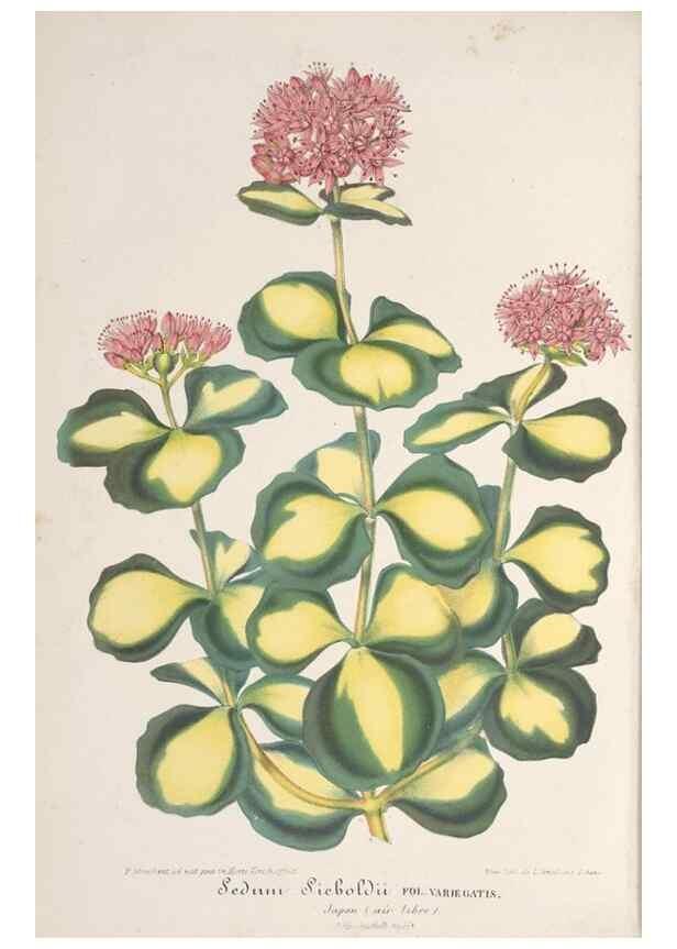 Reproducción/Reproduction 49688000516: L'Illustration horticole :. Gand, Belgium :Imprimerie et lithographie de F. et E. Gyselnyck,1854-1896.. 