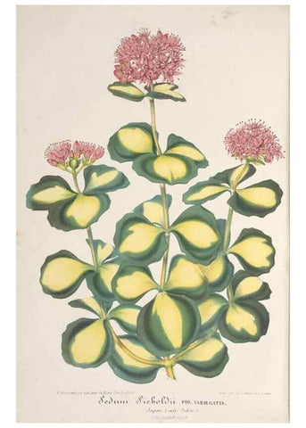 Reproducción/Reproduction 49688000516: L'Illustration horticole :. Gand, Belgium :Imprimerie et lithographie de F. et E. Gyselnyck,1854-1896.. 